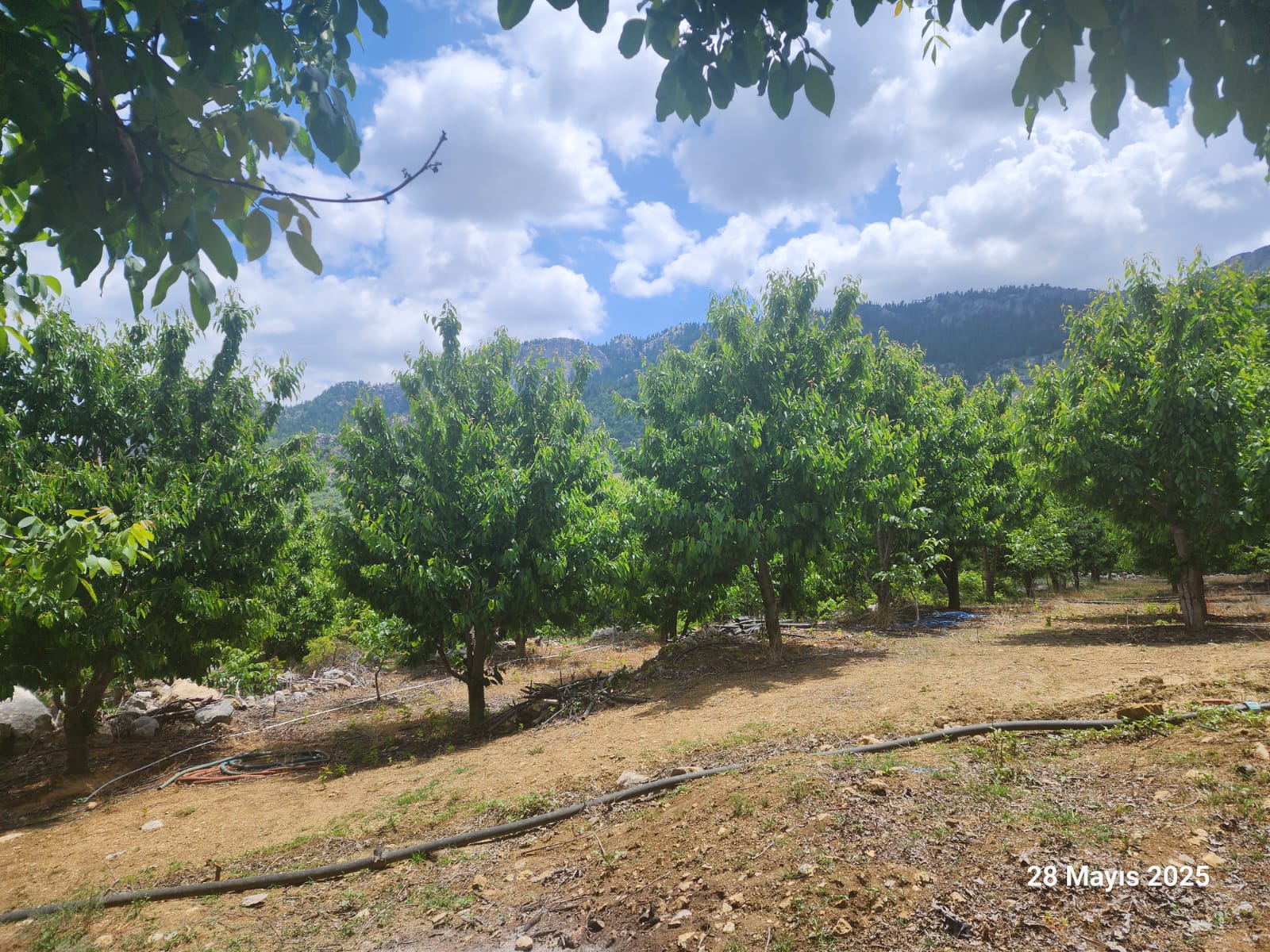Alanya/Karapınar’da Bulunan Ceviz Bahçeleri İçin Teknik Danışmanlık